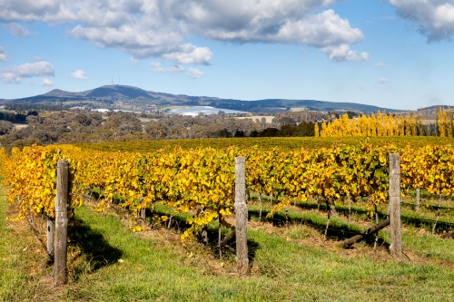 Autumn Vines